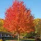 Autumn Blaze Maple