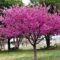 Redbud Tree