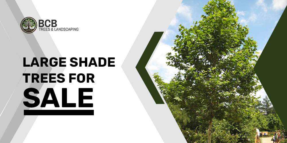 large shade trees for sale