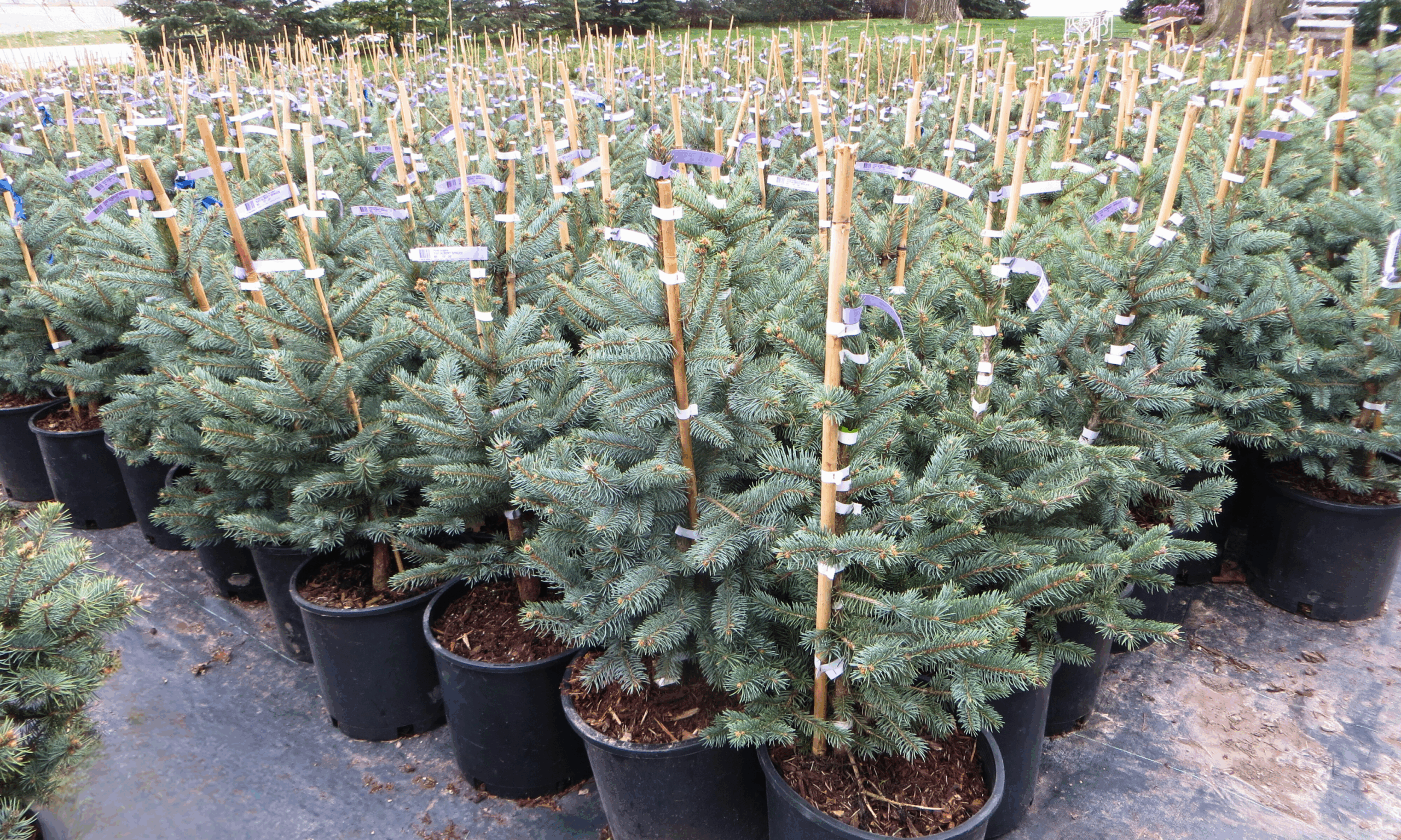 Untitled 1000 x 600 px 2 (1)