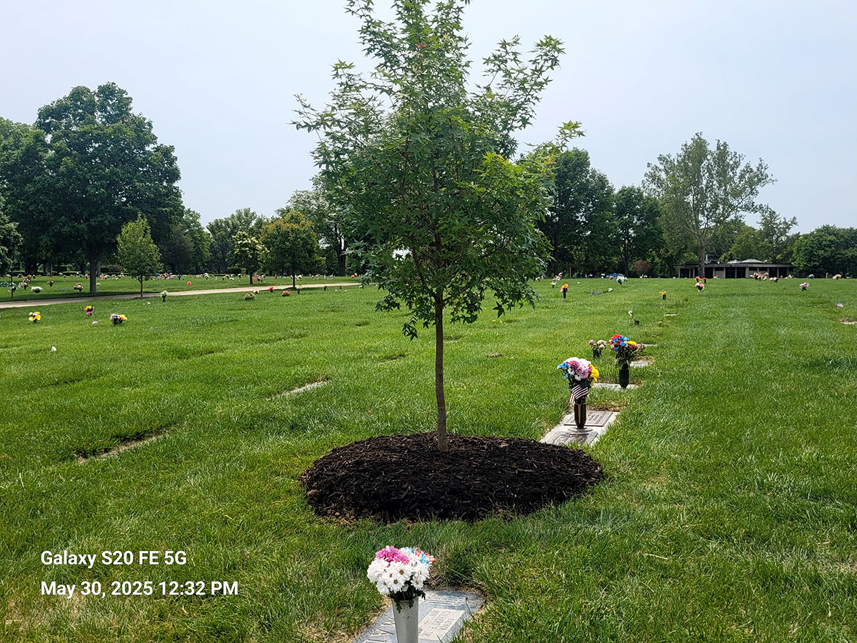 Planting a Tree Planting a Tree